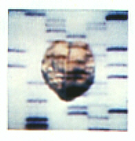DNS-Sequenz 2 (1 Polaroid)
