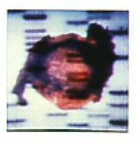DNS-Sequenz 3 (1 Polaroid)